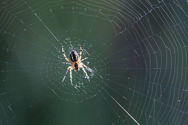 istock Macro photo of spider in its web on dark background 516797438