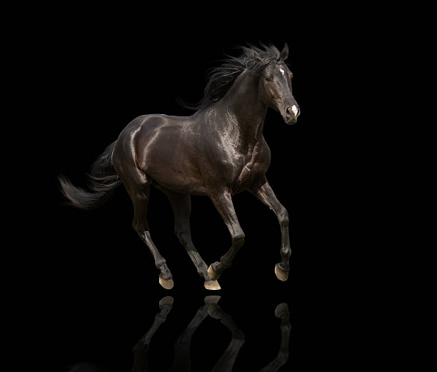 istock isolate of the black horse run 516798216