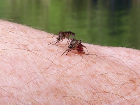 Two Anopheles mosquitoes biting a human arm near a lake. One mosquito has a red abdomen swollen with blood.  Mosquitoes are parasitic carriers of Malaria, Dengue Fever, Heartworm and other dangerous viruses and infectious diseases. 