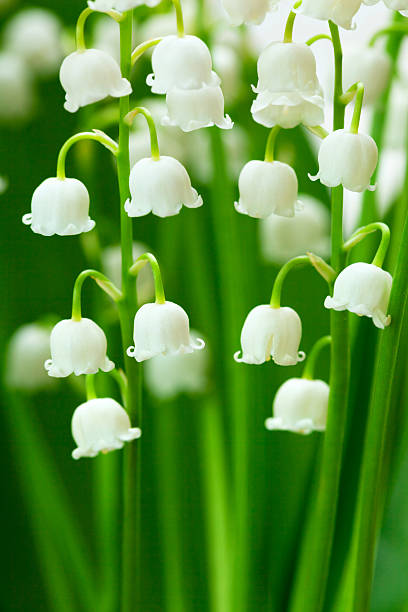 Lilies of the valley close-up