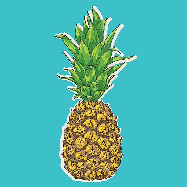 Vector illustration of Vector pineapple illustration, hand drawn ananas sketch