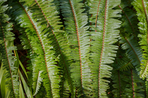 Shrubs fern lush,in forest, use for Background.