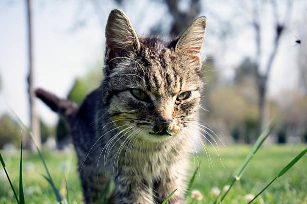 istock İlness Cat in the Nature 516798836
