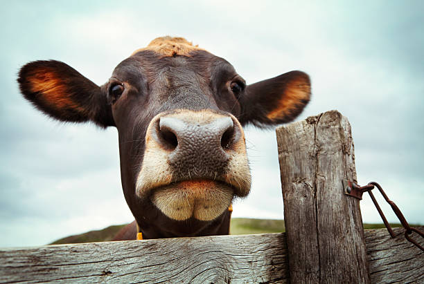 istock Curious cow behind wooden fence 516799322