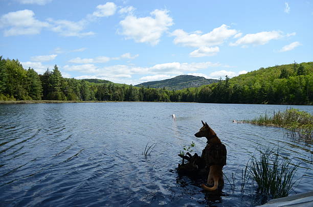 adirondack spectacle étang chien marche - adirondack mountains adirondack state park air landscape photos et images de collection