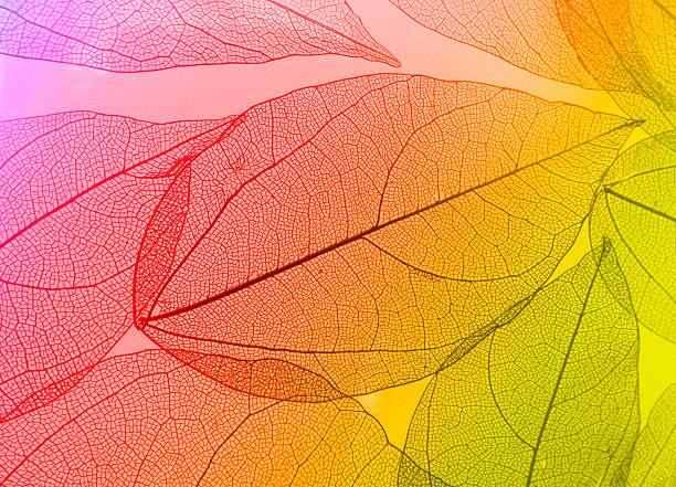 foglie di macro - leaf autumn macro leaf vein foto e immagini stock