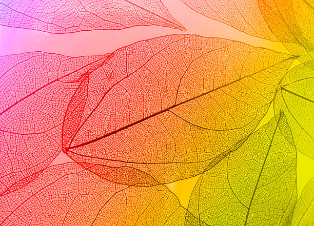 Macro leaves Multicolored macro leaves leaf vein photos stock pictures, royalty-free photos & images