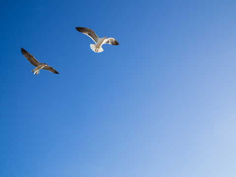 Two seagulls flying against a clear blue sky. Horizontal orientation with copy space for text