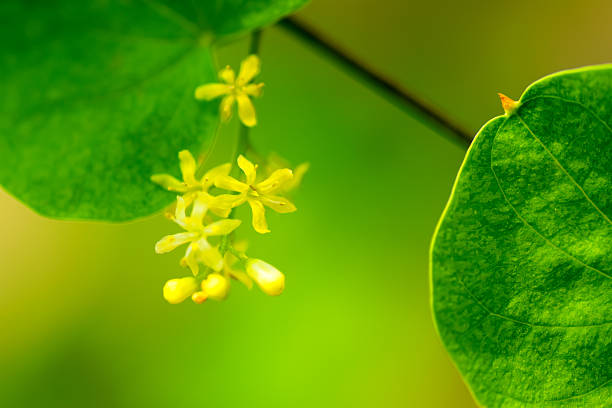 Dioscorea elephantipes 、DIOSCOREACEAE 、南アフリカ、ケープタウン ストックフォト