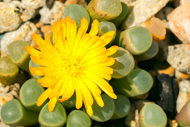 Fenestraria rhopalophylla, Aizoaceae – zdjęcie