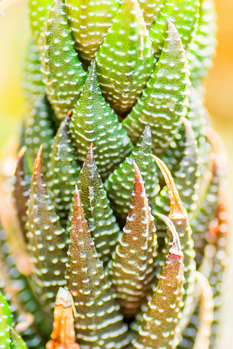 Haworthia reinwardtii, Liliaceae, southern Africa, Cape