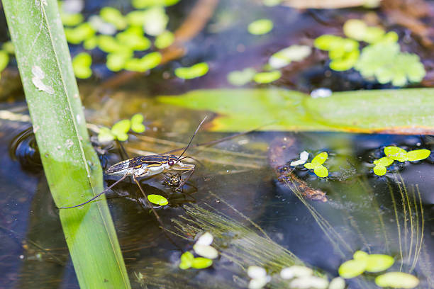 ragno d'acqua - emotional stress water surface water insect foto e immagini stock