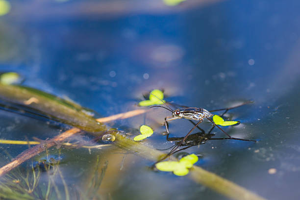 ragno d'acqua - emotional stress water surface water insect foto e immagini stock