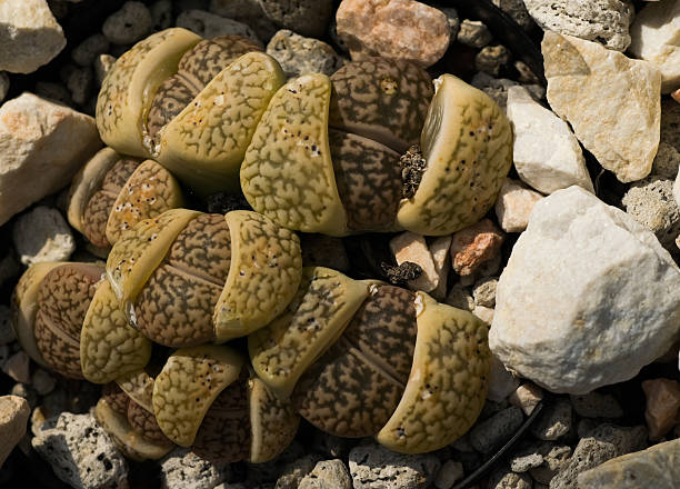 istock Lithops hookeri var. susannnae, South Africa 516810637