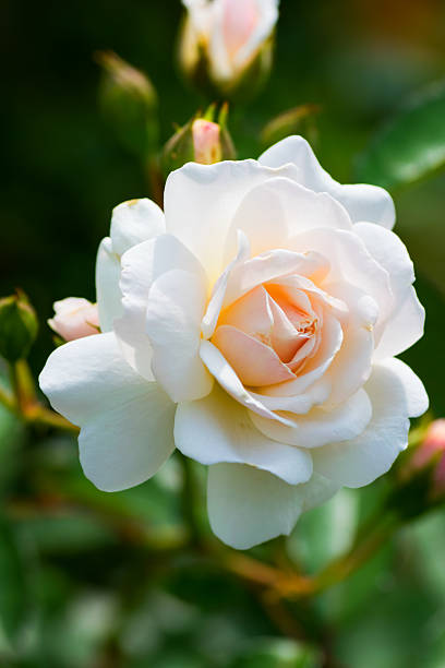 istock Close up of historical white Rose, Prosperity 516811143