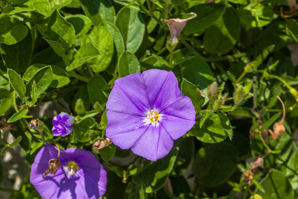 istock Convolvulus sabatius, Blue compactor, Convolvulaceae, Mediterranean coast 516811583