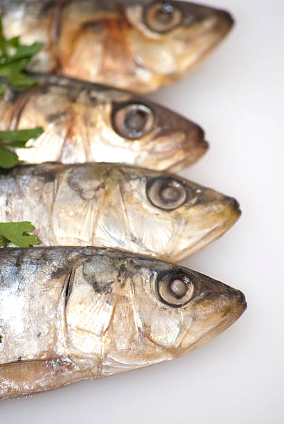 istock Fresh sardines with parsley leaves 516812013
