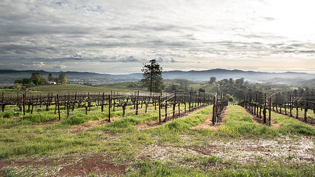 園では、朝の光 - vineyard panoramic napa valley california ストックフォトと画像