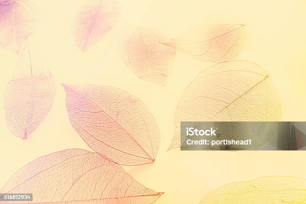 Macro Leaves Stock Photo - Download Image Now - Autumn, Pattern, Abstract