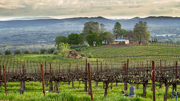 園では、朝の光 - vineyard panoramic napa valley california ストックフォトと画像