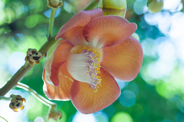 istock flower of Cannon Ball Tree 516813333