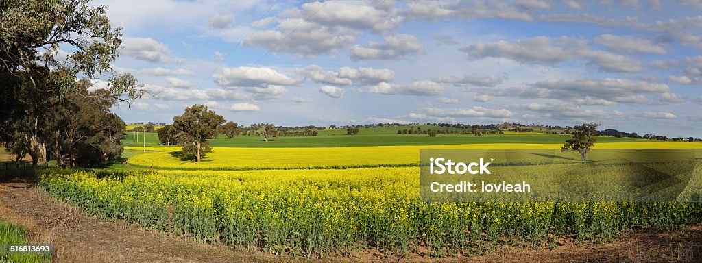 Canola Plantation crop A canola plantation crop in country NSW growing under sunny spring skies. Agricultural Field Stock Photo