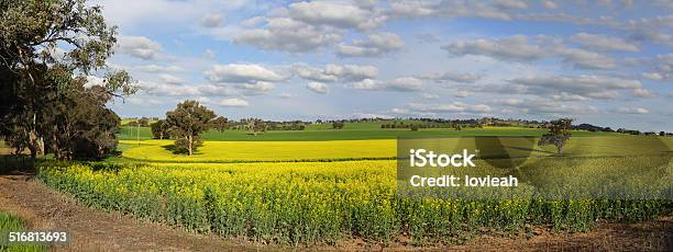 Canola Plantation Crop Stock Photo - Download Image Now - Agricultural Field, Agriculture, Australia