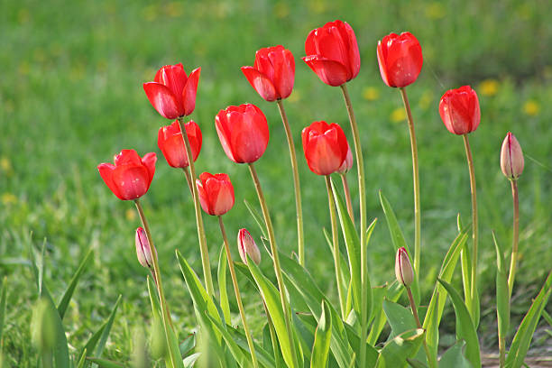 istock Red tulips in the garden 516813734
