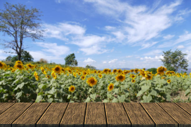 istock sunflower field on the mountain 516814116