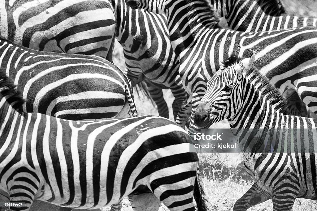 Close up of running zebras in Africa Black and white zebra run at the savannah in Serengeti Tanzania, Africa. Running Stock Photo