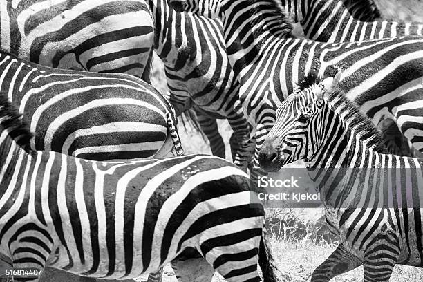 Close Up Of Running Zebras In Africa Stock Photo - Download Image Now - Running, Zebra, Africa