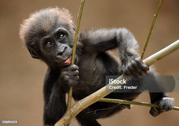 Gorilla Baby Stock Photo - Download Image Now - Gorilla, Cute, Young Animal