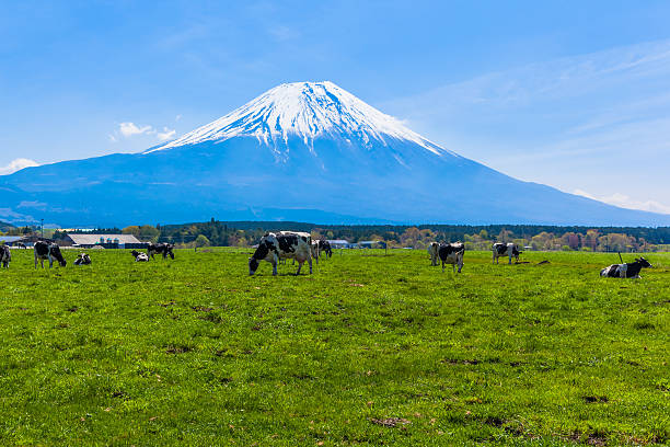 istock Cattle grazing in Asagirikogen to Mount Fuji views 516814603
