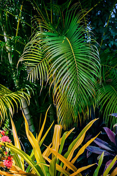 Tropical Garden lush green foliage and plants stock photo