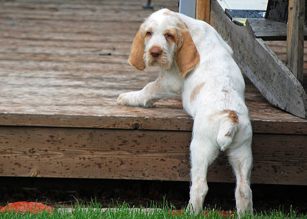 chiot - italian spinone photos et images de collection