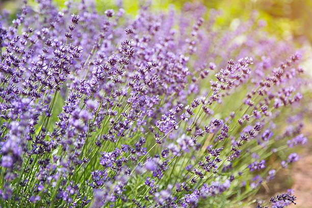 istock Lavender Flowers in the garden 516816266