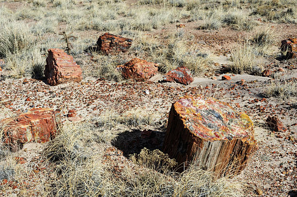 istock Petrified tree trunks at Petrified Forest National Park 516816848