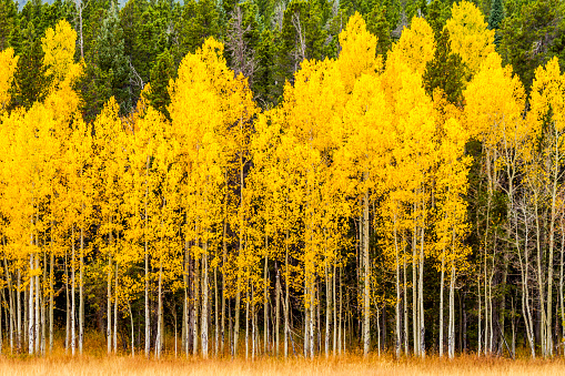 Stand of changing yellow Aspen tree in front of dark green pine trees in mountains of Colorado on fall afternoon