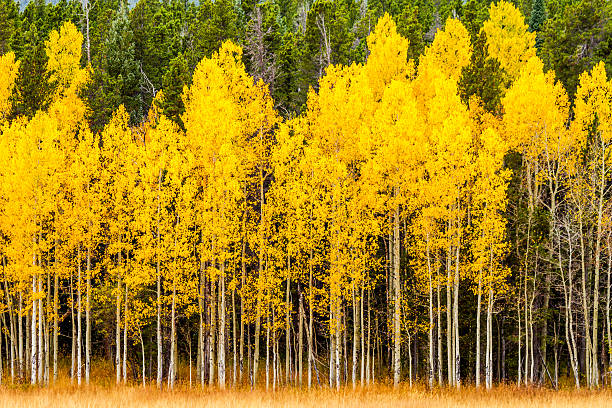 Fall Colors in Colorado Mountains Stand of changing yellow Aspen tree in front of dark green pine trees in mountains of Colorado on fall afternoon aspen tree stock pictures, royalty-free photos & images