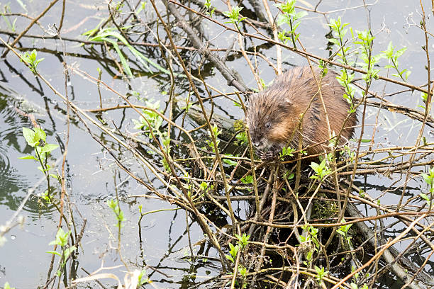istock Beaver Kit North American Castor Canadensis Eating in a pond 516818068