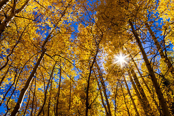 Fall Colors in Colorado Mountains stock photo