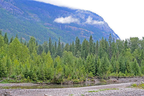 istock Fog lays around a river in Glacier National Park 516818732