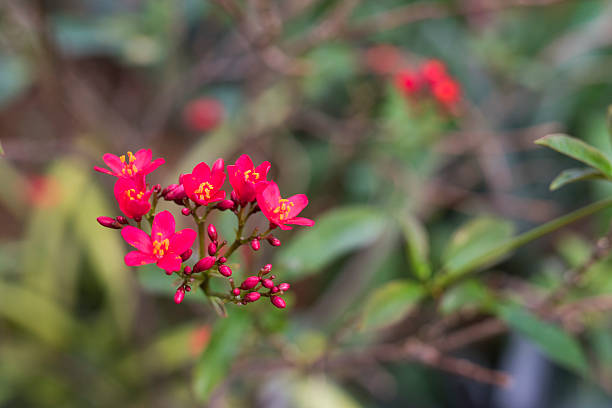 istock beautiful red flowers 516819870