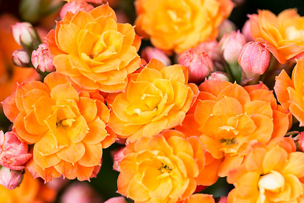 istock Close-up beautiful orange flowers 516820224