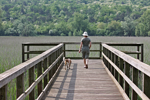istock Mature woman with white hat walking her dog 516820440