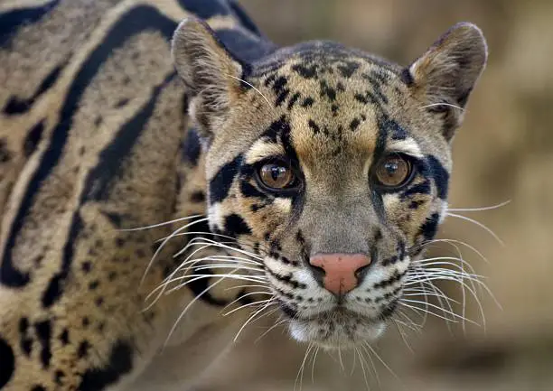 Clouded Leopard (Neofelis nebulosa), a cat native to the mountains of Asia.