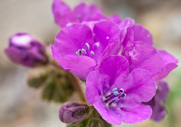 istock Flowers during 2016 Super Bloom in Death Valley 516821236