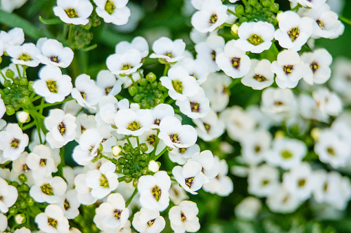 A close up of lovely sweet alyssum with its abundant white flowers