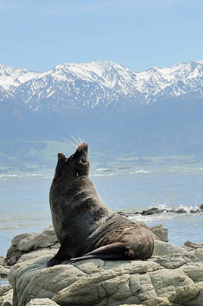 istock New Zealand Fur Seal 516821652