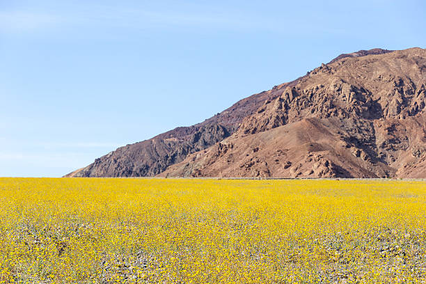 Super bloom in Death Valley Super bloom of desert gold sunflowers (Geraea canescens) near Furnace Creek in Death Valley National Park, California. 2016 stock pictures, royalty-free photos & images